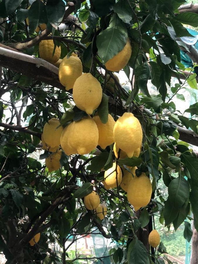 Lemon Garden House Daire Maiori Dış mekan fotoğraf